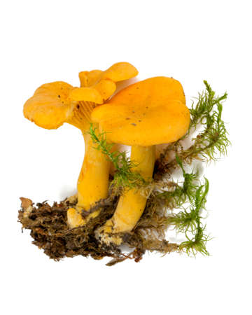 fresh chanterelle isolated on whiteの写真素材