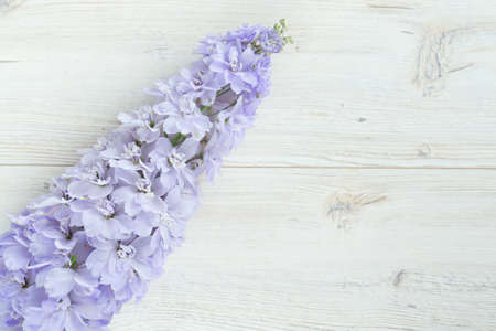 delphinium on wooden surfaceの写真素材