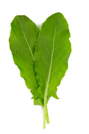 sorrel isolated on whiteの写真素材
