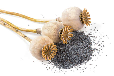 dried poppy heads isolated on whiteの写真素材