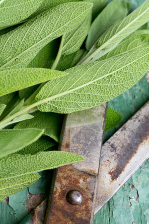 fresh sage on wooden surfaceの写真素材