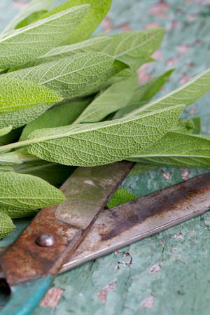 fresh sage on wooden surfaceの写真素材
