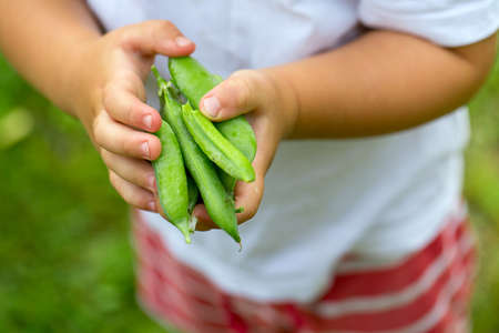 child hands holding pea podsの写真素材