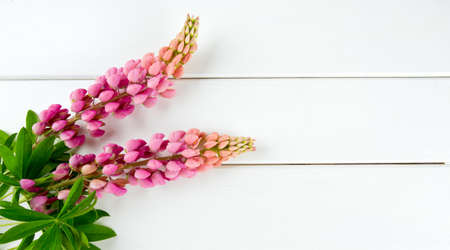 lupine on white wooden backgroundの写真素材