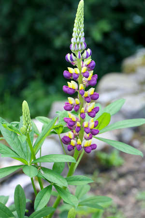 growing lupineの写真素材