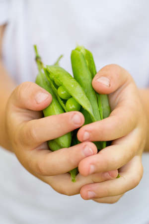 child hands holding pea pods
