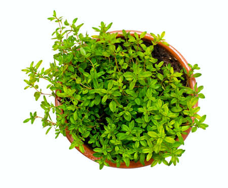 thyme in ceramic potの写真素材