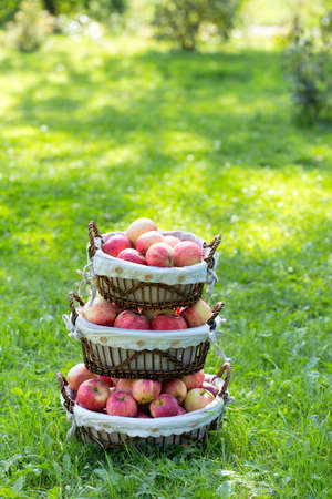 apples in basket outdoorの写真素材