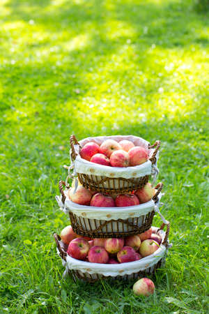 apples in basket outdoorの写真素材