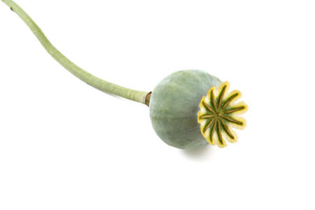 poppy head isolated on whiteの写真素材