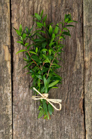 myrtle on woodの写真素材