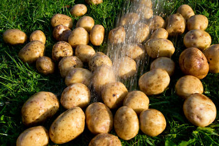 washing fresh potatoesの写真素材