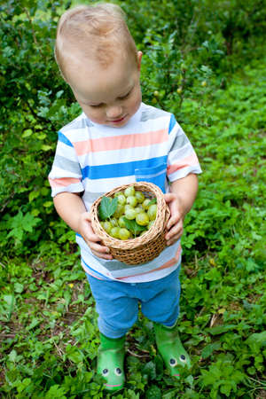 little boy picking gooseberriesの写真素材