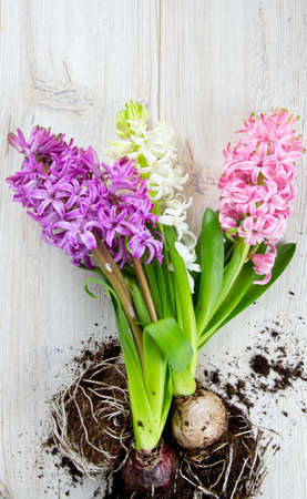 hyacinths on wooden surfaceの写真素材