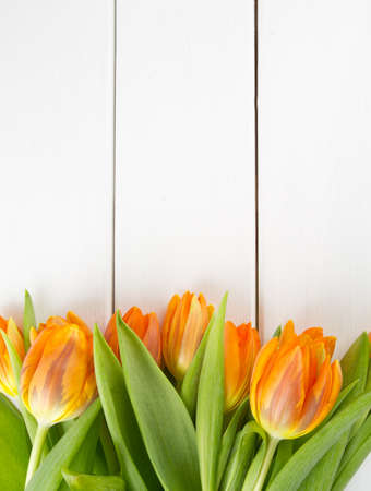 orange tulips on white wooden surfaceの写真素材