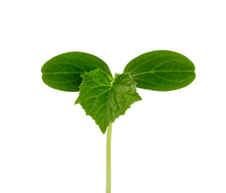 cucumber seedling isolated on white backgroundの写真素材