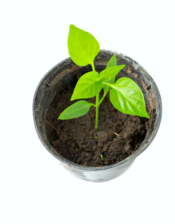 paprika plantsの写真素材