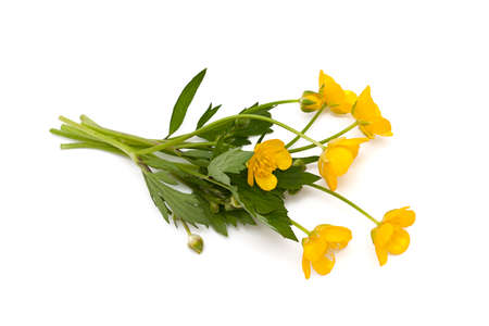 yellow buttercups isolated on white backround