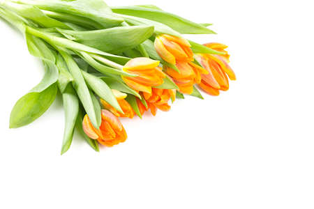 orange tulips isolated on white backgroundの写真素材