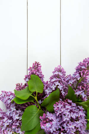 lilac on wooden surfaceの写真素材