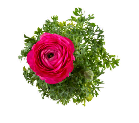 violet ranunculus growing