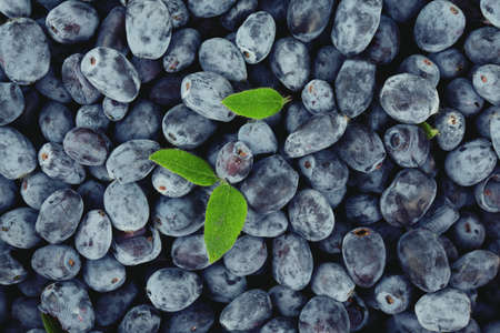 Honeysuckle berriesの写真素材