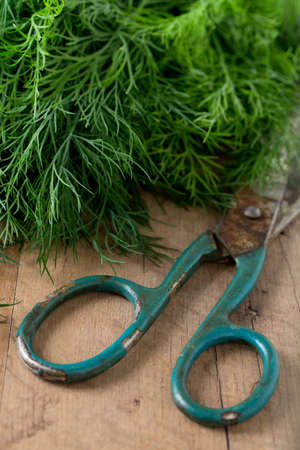 harvest of fresh dillの写真素材