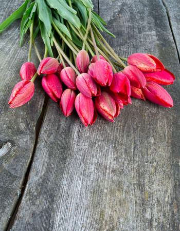 red tulips on rustic wooden surfaceの写真素材