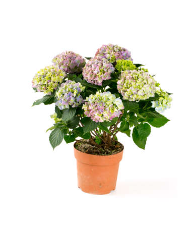 hydrangea isolated on white