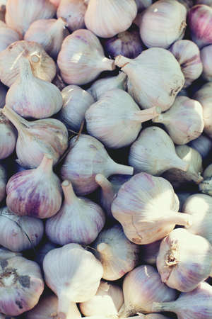 garlic close upの写真素材