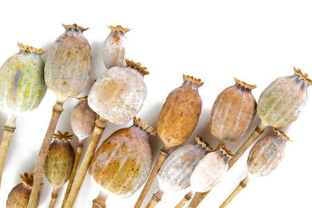 poppy heads isolated on whiteの写真素材