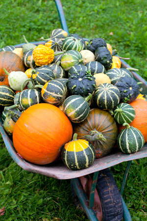 wheelbarrow of pumpkins
