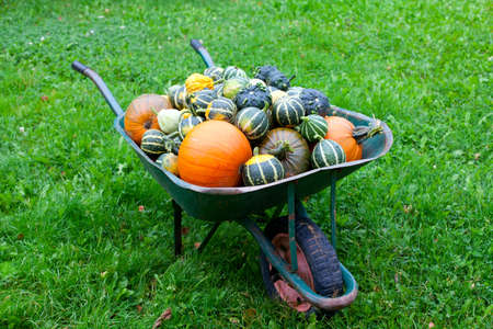 wheelbarrow of pumpkinsの写真素材