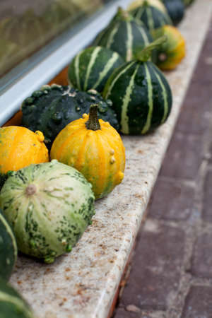 colorful pumpkins on window-sillの写真素材