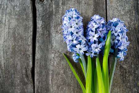 blue striped hyacinth flowers on wooden surfaceの写真素材