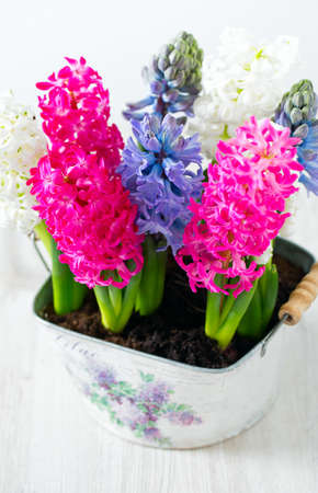 multicolored hyacinths on wooden surfaceの写真素材