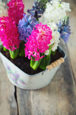 multicolored hyacinths on wooden surfaceの写真素材