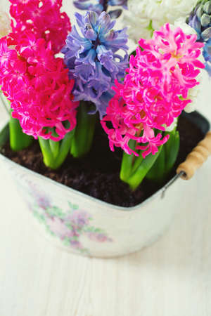 multicolored hyacinths on wooden surfaceの写真素材