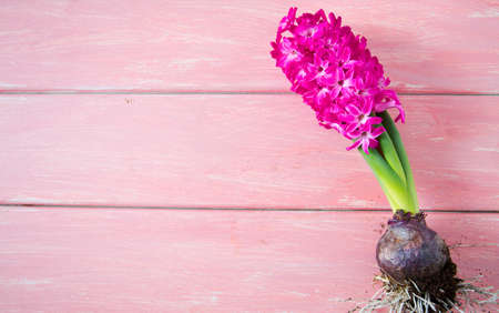 hyacinths on wooden surfaceの写真素材