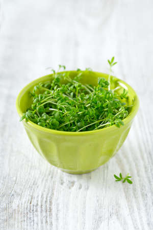 garden cress ready to be eatenの写真素材