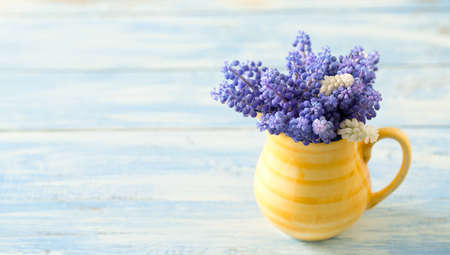 Blue muscari flowers (Grape hyacinth) on wooden background