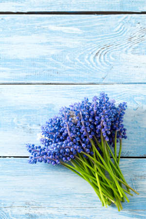 Blue muscari flowers (Grape hyacinth) on wooden backgroundの写真素材