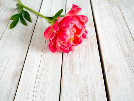 beautiful peonies on wooden surfaceの写真素材