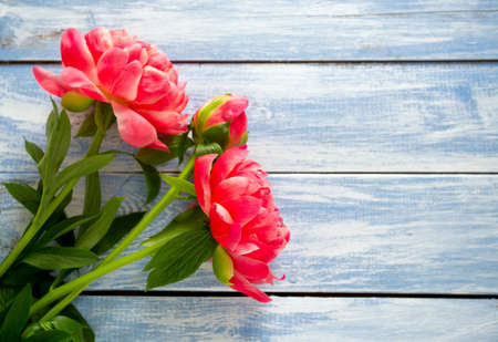 beautiful peonies on wooden surfaceの写真素材