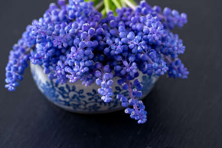 Blue muscari flowers (Grape hyacinth) on wooden backgroundの写真素材
