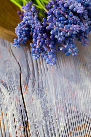 Blue muscari flowers (Grape hyacinth) on wooden backgroundの写真素材