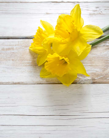 beautiful narcissus on wooden backgroundの写真素材