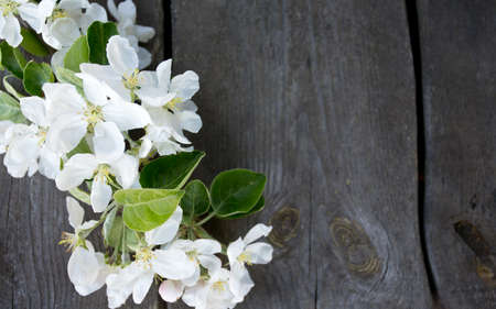 apple blossoms on wooden surfaceの写真素材
