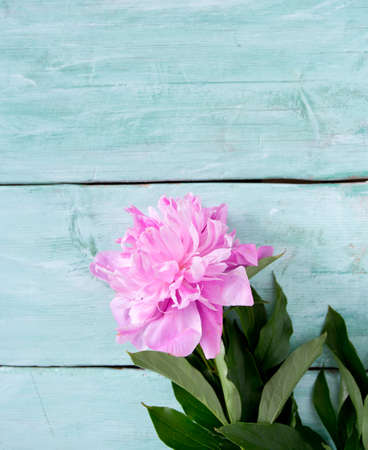 peonies on wooden surfaceの写真素材