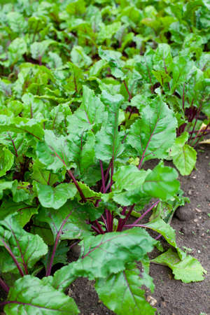 beetroot growing
